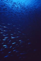 Cloud of sardines, Alice in Wonderland, Bonaire... slide ... by Erich Reboucas 